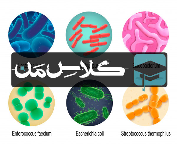 اموزش باکتری |اموزش میکروب شناسی پزشکی | جزوه باکتری شناسی ( قسمت ششم)