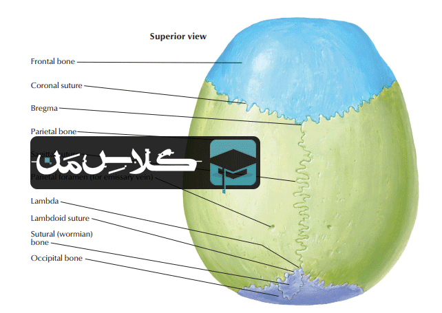 آموزش آناتومی سر و گردن : استخوان شناسی  (قسمت دوم)