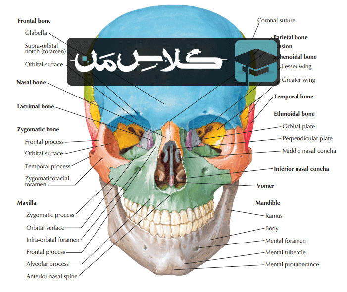 آموزش آناتومی سر و گردن : استخوان شناسی  (قسمت اول)