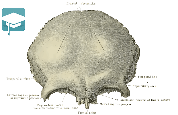 آموزش آناتومی سر و گردن : استخوان شناسی  (قسمت دوم) | استخوان فرونتال 