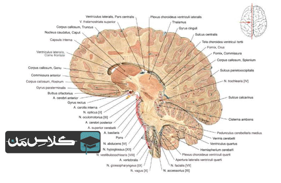 آموزش دستگاه عصبی | آموزش نورواناتومی  (جزوه اموزش نورواناتومی و دستگاه عصبی ) : قسمت دوم