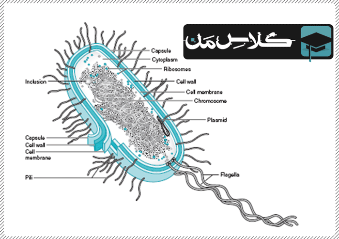 اموزش باکتری |اموزش میکروب شناسی پزشکی | جزوه باکتری شناسی ( قسمت دوم )