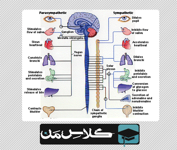 آموزش دستگاه عصبی | آموزش نورواناتومی (جزوه اموزش نورواناتومی و دستگاه عصبی ) : قسمت چهارم