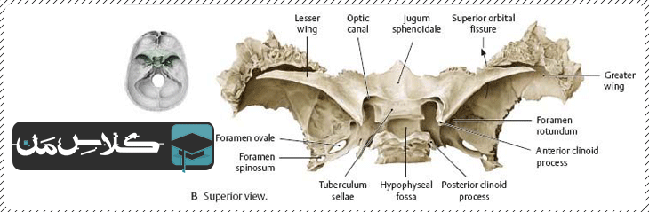 آموزش آناتومی سر و گردن : استخوان اسفنوئید | جزوه اناتومی سر و گردن (قسمت پنجم)