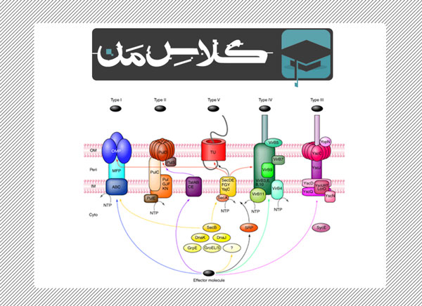 اموزش باکتری |اموزش میکروب شناسی پزشکی | جزوه باکتری شناسی ( قسمت پنجم)