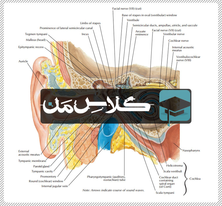آموزش آناتومی حواس ویژه : گوش (قسمت اول) | جزوات اناتومی پزشکی  
