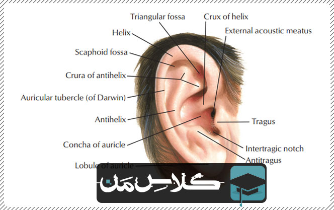 آموزش آناتومی حواس ویژه : گوش (قسمت اول) | جزوات اناتومی پزشکی  