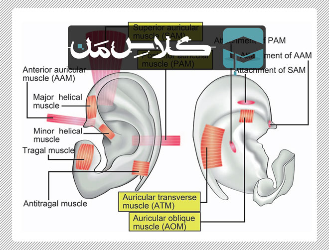 آموزش آناتومی حواس ویژه : گوش (قسمت دوم) | جزوات اناتومی پزشکی