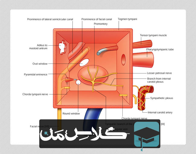 آموزش آناتومی حواس ویژه : گوش (قسمت چهارم) | جزوات اناتومی پزشکی