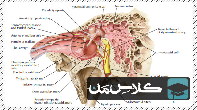 آموزش آناتومی حواس ویژه : گوش (قسمت سوم) | جزوات اناتومی پزشکی