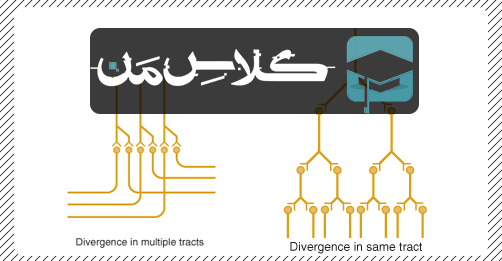 فیزیولوژِی دستگاه عصبی | جزوه فیزیولوژِی حواس ویژه : جزوه فیزیولوژی بخش حسی (قسمت دوم)