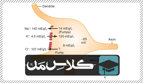 فیزیولوژِی دستگاه عصبی | جزوه فیزیولوژِی حواس ویژه : جزوه فیزیولوژی بخش حسی (قسمت دوم)