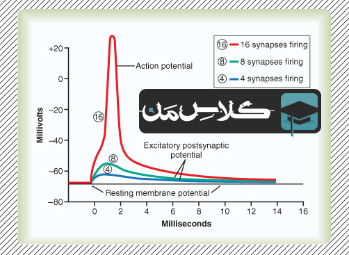 فیزیولوژِی دستگاه عصبی | جزوه فیزیولوژِی حواس ویژه : جزوه فیزیولوژی بخش حسی (قسمت سوم) :پتانسیل جمع شده پس سیناپسی تحریکی