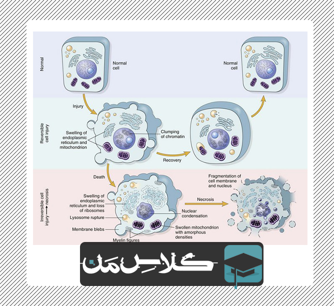 اموزش پاتولوژی عمومی | جزوه پاتولوژی عمومی کلاس من قسمت اول 