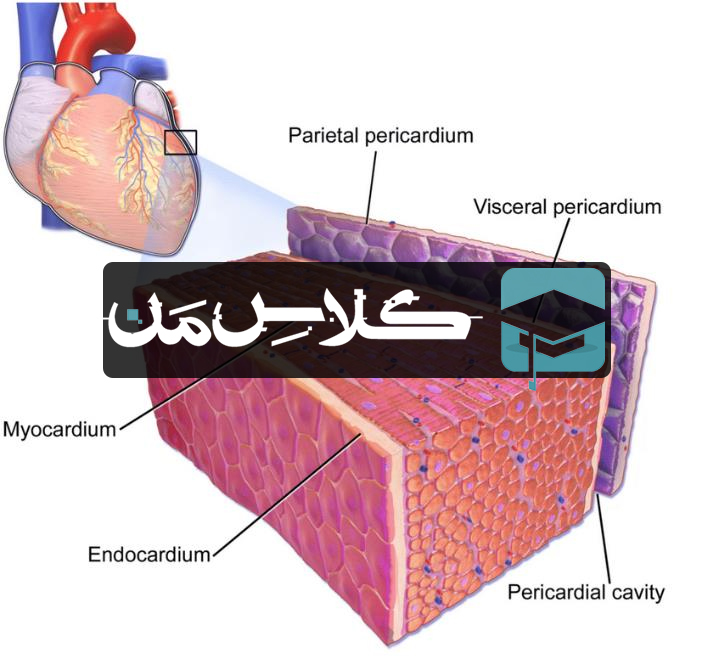 سیستم قلب و عروق | اناتومی قلب و عروق |  دستگاه قلب و عروق (جزوه کورس قلب ) | قسمت اول