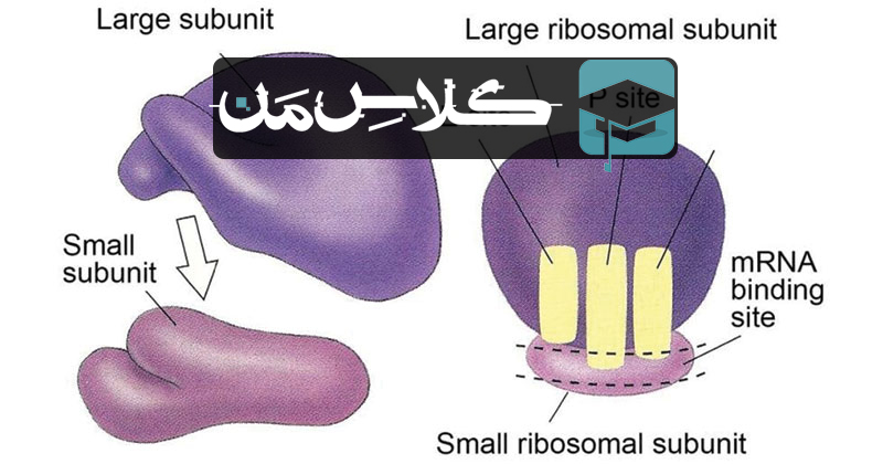 جمع بندی ریبوزوم | نکات کنکوری ریبوزوم | اموزش نکات ترکیبی زیست شناسی